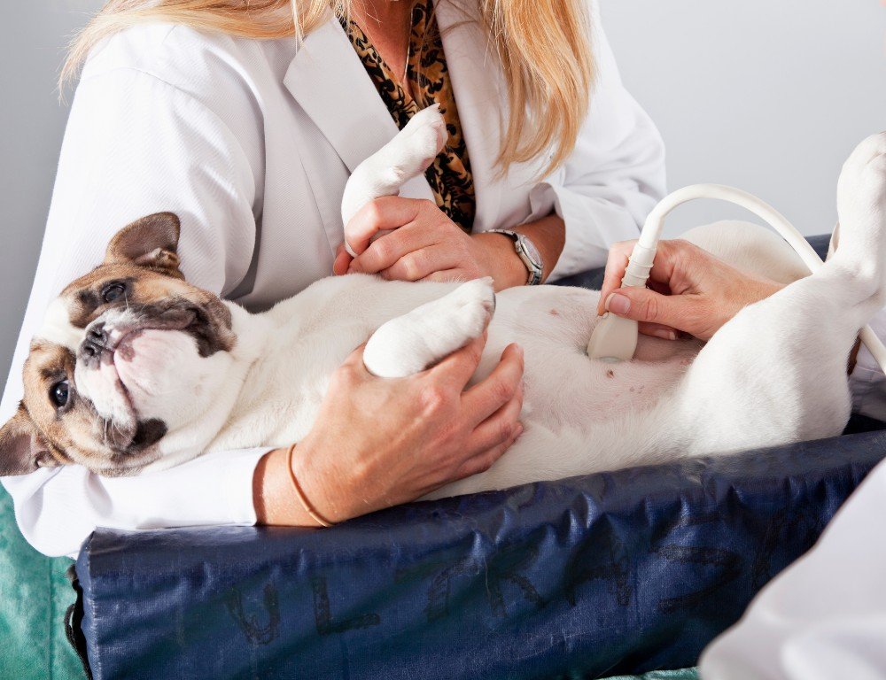 ecografia-veterinaria