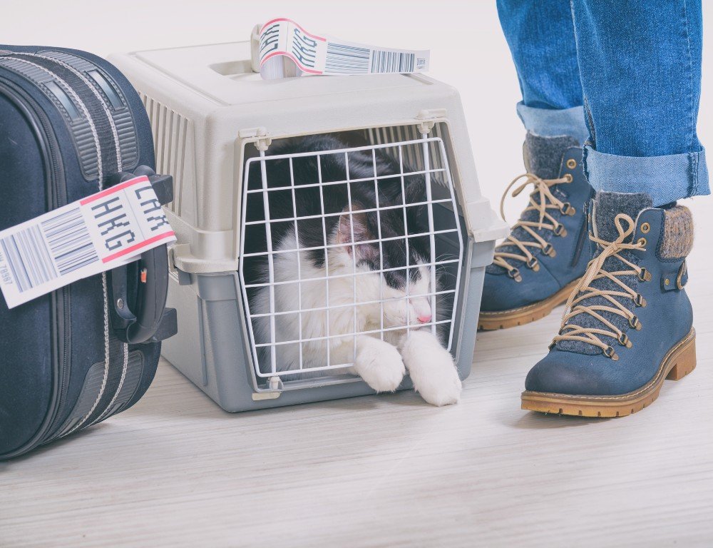 gato-viajando